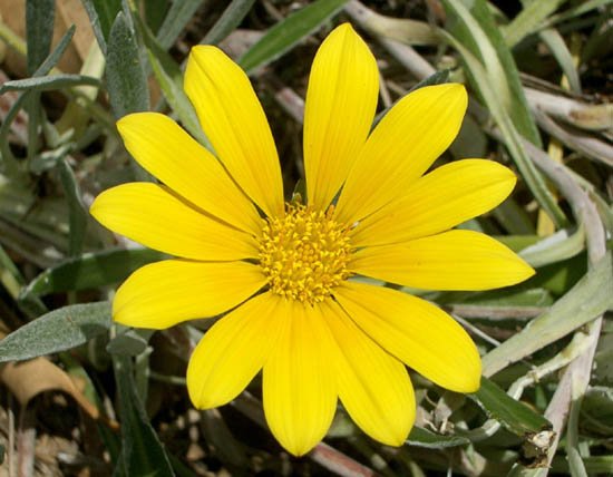 image gazania-rigens-cv-yellow-trailing-african-daisy-asteraceae-jpg