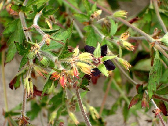 image geranium-hispidissimum-geraniaceae-1-jpg