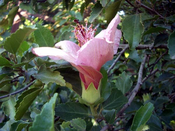 image hibiscus-bicolor-1-jpg