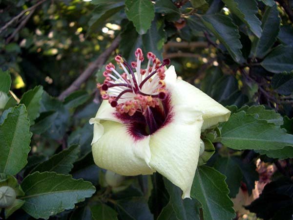 image hibiscus-bicolor-2-jpg