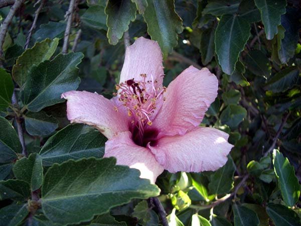 image hibiscus-bicolor-3-jpg