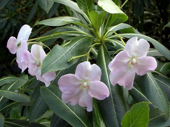 image impatiens-balsaminaceae-jpg