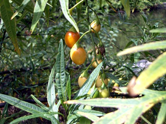 image kangaroo-apple-solanum-aviculare-solanaceae-1-jpg