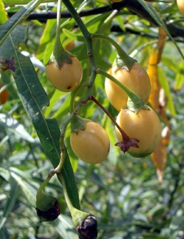 image kangaroo-apple-solanum-aviculare-solanaceae-2-jpg