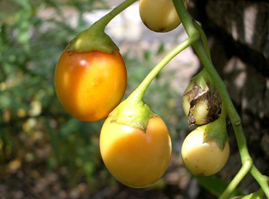 image kangaroo-apple-solanum-aviculare-solanaceae-3-jpg