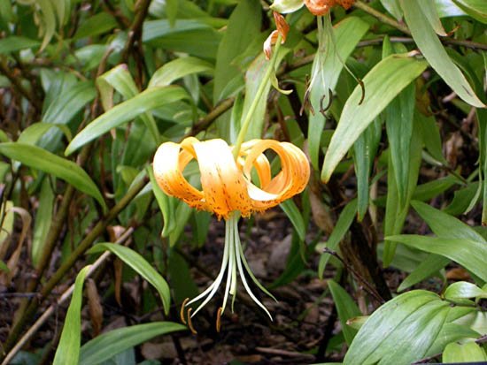image lilium-henryi-liliaceae-jpg