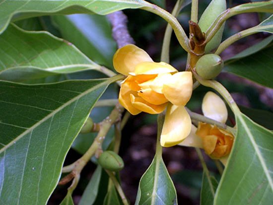 image michelia-champaca-magnoliaceae-3-jpg