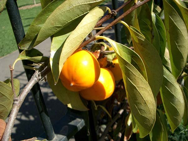image persimmon-oriental-or-japanese-ebenaceae-jpg