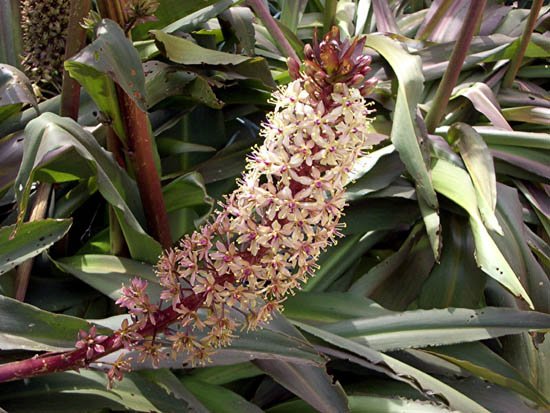 image pineapple-lily-eucomis-comosa-purple-liliaceae-jpg