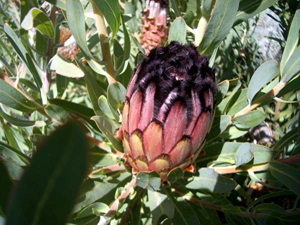 image protea-laurifolia-grey-leaf-sugarbush-1-jpg