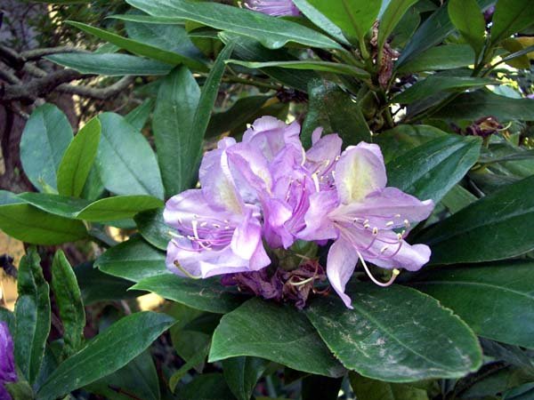 image rhododendron-jpg