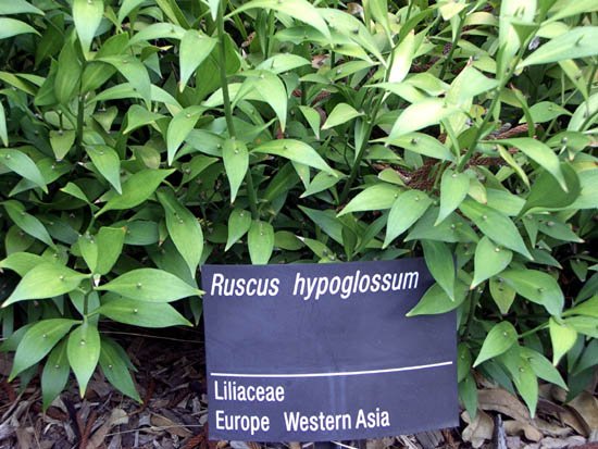 image ruscus-hypoglossum-liliaceae-1-jpg