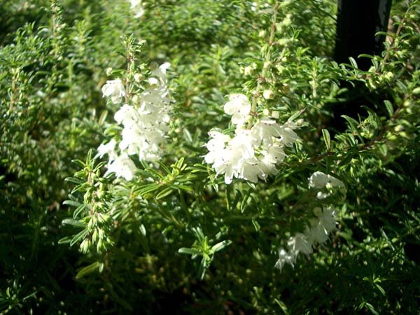 image satureja-montana-winter-savory-lamiaceae-jpg