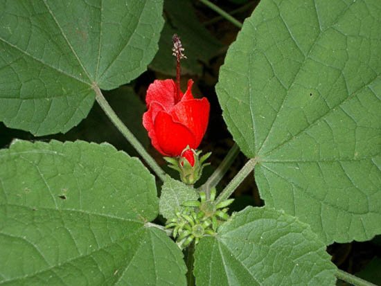 image scarlet-wax-mallow-malvaviscus-arboreus-malvaceae-1-jpg