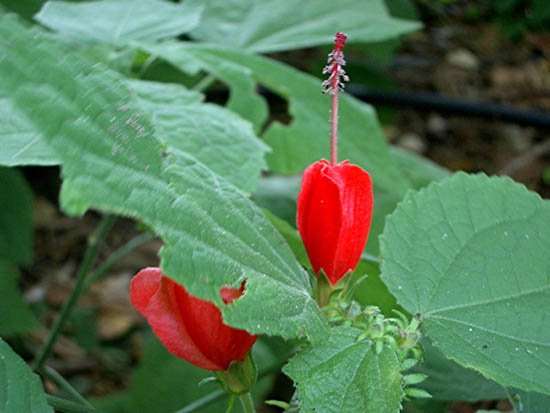 image scarlet-wax-mallow-malvaviscus-arboreus-malvaceae-2-jpg