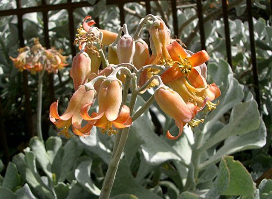 image silver-crown-or-silver-ruffles-cotyledon-undulata-haw-crassulaceae-jpg
