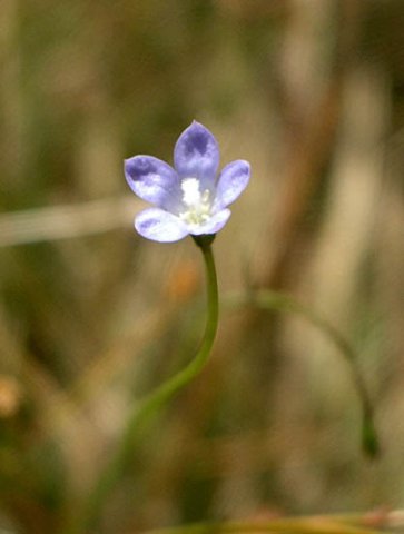 image small-flower-flax-lily-dianella-brevicaulis-flower-2-jpg