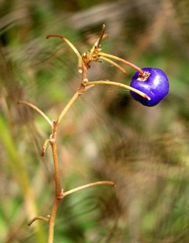 image small-flower-flax-lily-dianella-brevicaulis-seed-pod-jpg