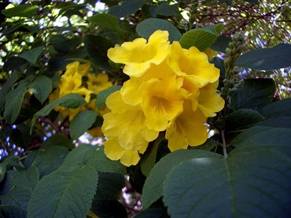 image yellow-bells-tecoma-stans-bignoniaceae-2-jpg