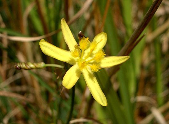 image yellow-rush-lily-tricoryne-elatior-2-jpg