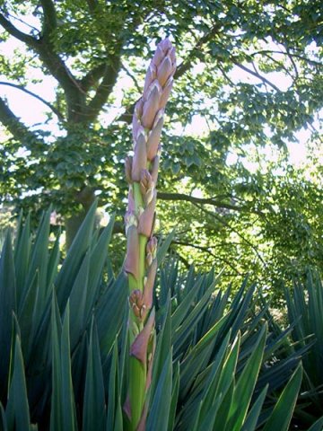 image yucca-adams-needle-agavaceae-1-bud-spike-jpg