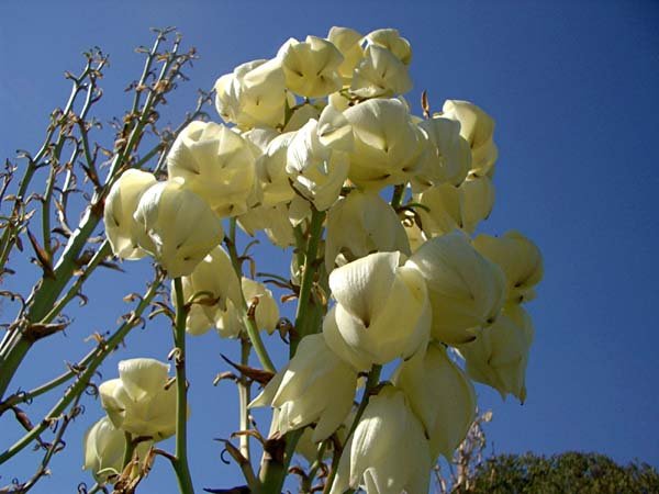 image yucca-adams-needle-agavaceae-3-closeup-of-flowers-jpg