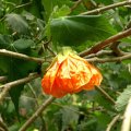 image chinese-lantern-flowering-maple-abutilon-x-hybridum-1-jpg