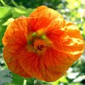image chinese-lantern-flowering-maple-abutilon-x-hybridum-2-jpg