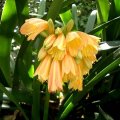 image clivia-cyrtanthiflora-amaryllidaceae-jpg