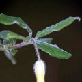 image common-apple-berry-billardiera-scandens-pittosporaceae-flower-jpg