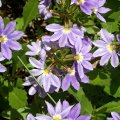 image fanflower-purple-fanfare-scaevola-aemula-goodeniaceae-2-jpg
