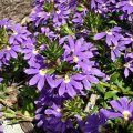 image fanflower-purple-fanfare-scaevola-aemula-goodeniaceae-1-jpg