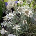 image flannel-flower-actinotus-helianthi-1-jpg