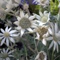 image flannel-flower-actinotus-helianthi-2-jpg