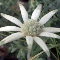 image flannel-flower-actinotus-helianthi-3-jpg