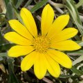 image gazania-rigens-cv-yellow-trailing-african-daisy-asteraceae-jpg
