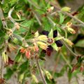 image geranium-hispidissimum-geraniaceae-1-jpg