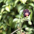 image geranium-hispidissimum-geraniaceae-2-jpg