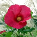 image hibiscus-mallow-jpg