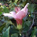 image hibiscus-bicolor-1-jpg