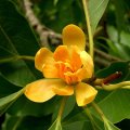 image michelia-champaca-magnoliaceae-1-jpg