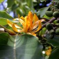 image michelia-champaca-magnoliaceae-2-jpg