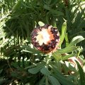 image protea-laurifolia-grey-leaf-sugarbush-2-jpg