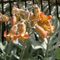 image silver-crown-or-silver-ruffles-cotyledon-undulata-haw-crassulaceae-jpg