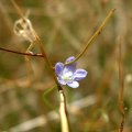 image small-flower-flax-lily-dianella-brevicaulis-flower-1-jpg