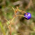 image small-flower-flax-lily-dianella-brevicaulis-seed-pod-jpg