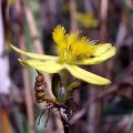 image yellow-rush-lily-tricoryne-elatior-3-jpg