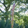 image yucca-adams-needle-agavaceae-1-bud-spike-jpg