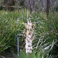 image yucca-adams-needle-agavaceae-2-jpg