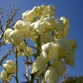 image yucca-adams-needle-agavaceae-3-closeup-of-flowers-jpg